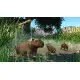 Дополнение Planet Zoo: Wetlands Animal Pack для ПК (Ключ активации Steam)