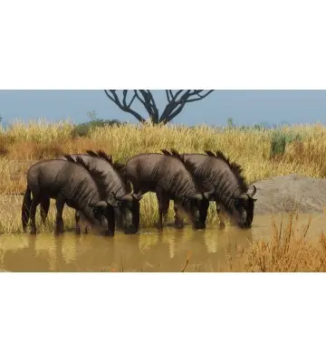Доповнення Planet Zoo: Grasslands Animal Pack для ПК (Ключ активації Steam)