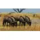 Доповнення Planet Zoo: Grasslands Animal Pack для ПК (Ключ активації Steam)