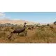 Доповнення Planet Zoo: Grasslands Animal Pack для ПК (Ключ активації Steam)