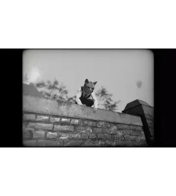 Игра Cat Detective Albert Wilde для ПК (Ключ активации Steam)