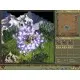 Игра Age of Wonders для ПК (Ключ активации Steam)