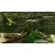 Игра Biotope для ПК (Ключ активации Steam)