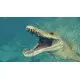 Дополнение Jurassic World Evolution 2: Early Cretaceous Pack для ПК (Ключ активации Steam)